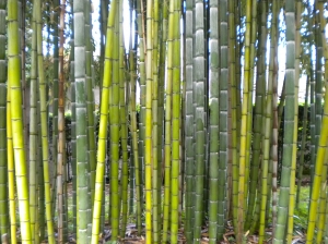 vivere in un ambiente energeticamente sano e armonioso il Feng Shui